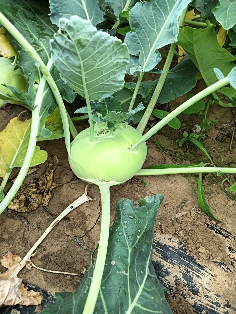 苤蓝