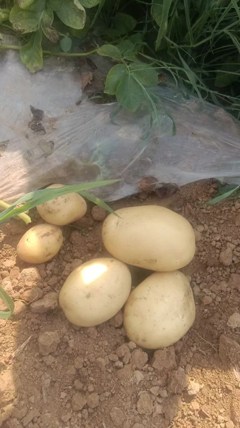 黄皮黄心土豆