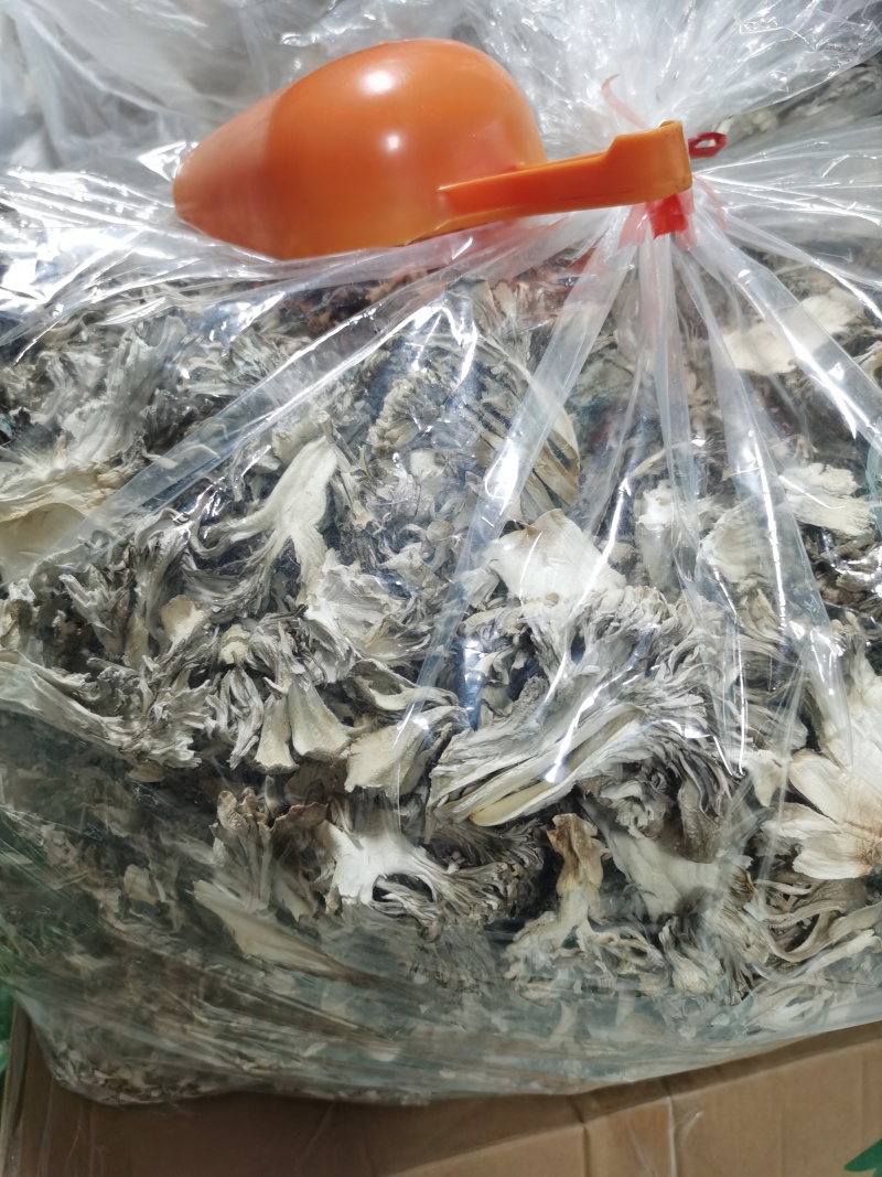 灰树花