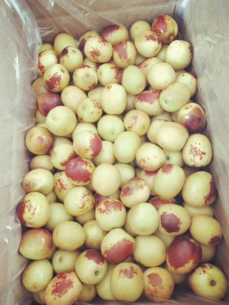 绿禾昌农科大荔冬枣批发