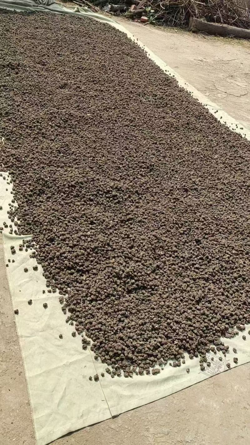 猫爪草