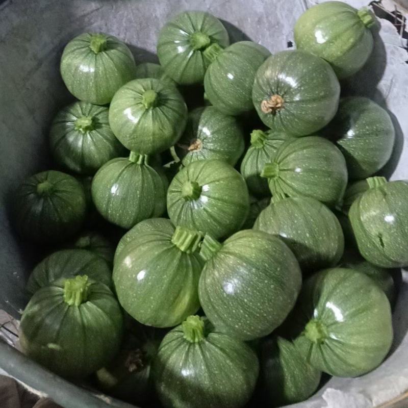 精品圆西葫芦，产地直发量大从优欢迎来电咨询！