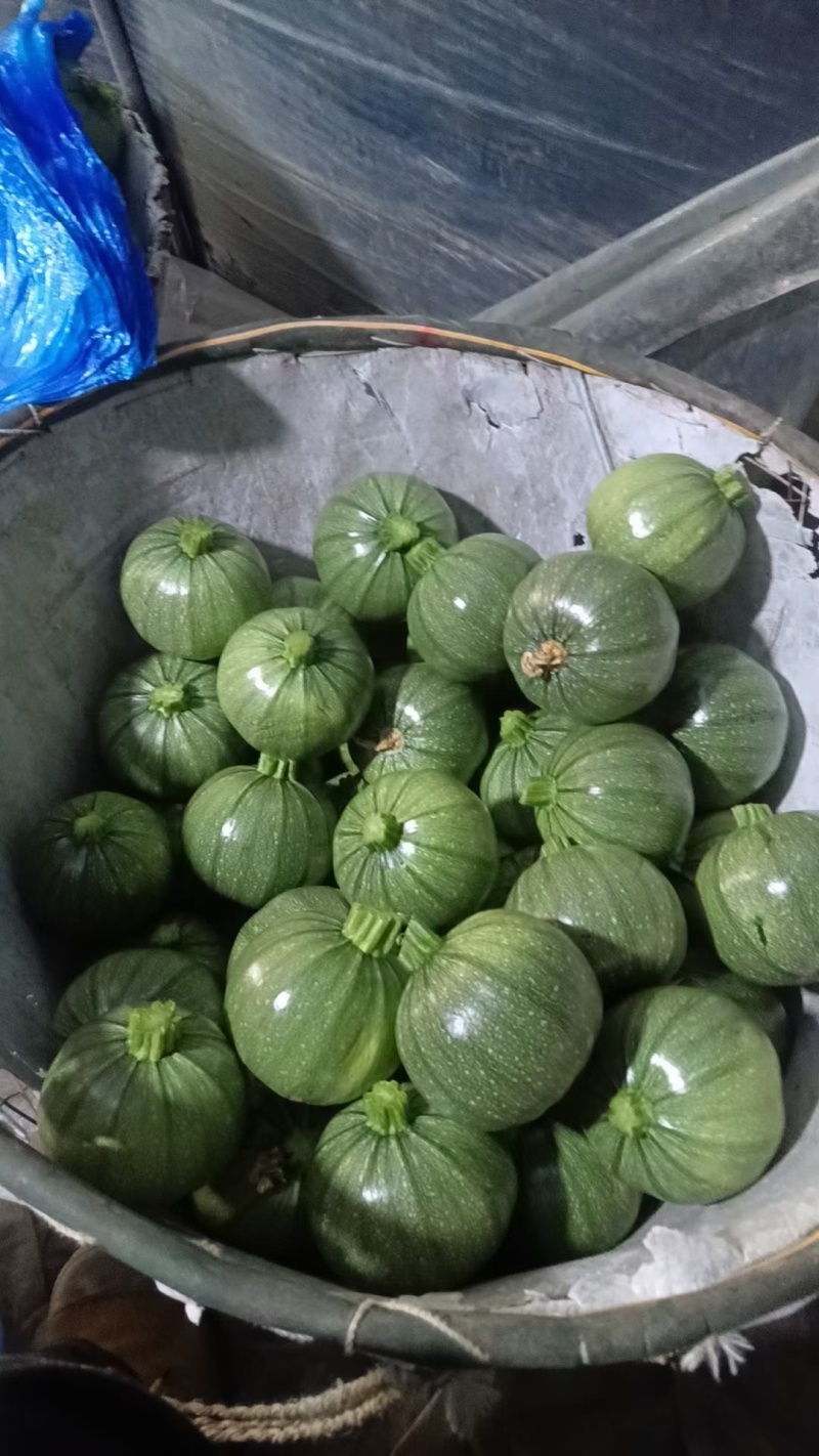 精品圆西葫芦，产地直发量大从优欢迎来电咨询！