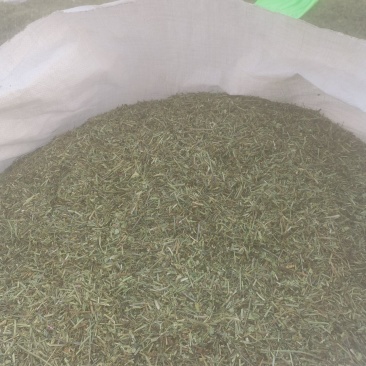 头茬半枝莲
