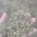 头茬半枝莲