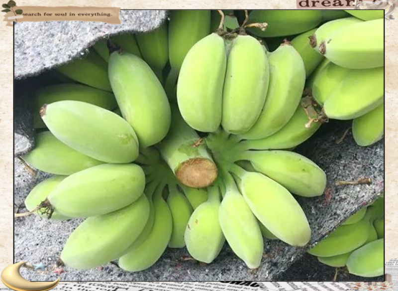 广西苹果蕉承接各平台一件代发，团购，整车批发