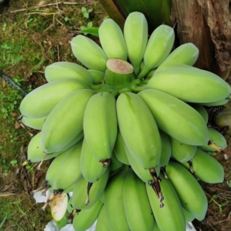 广西苹果蕉承接各平台一件代发，团购，整车批发