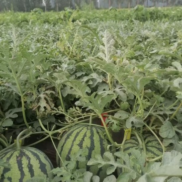 大量供应河南扶沟头茬有籽美都西瓜🍉，价格便宜，糖度高