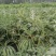 大量供应河南扶沟头茬有籽美都西瓜🍉，价格便宜，糖度高