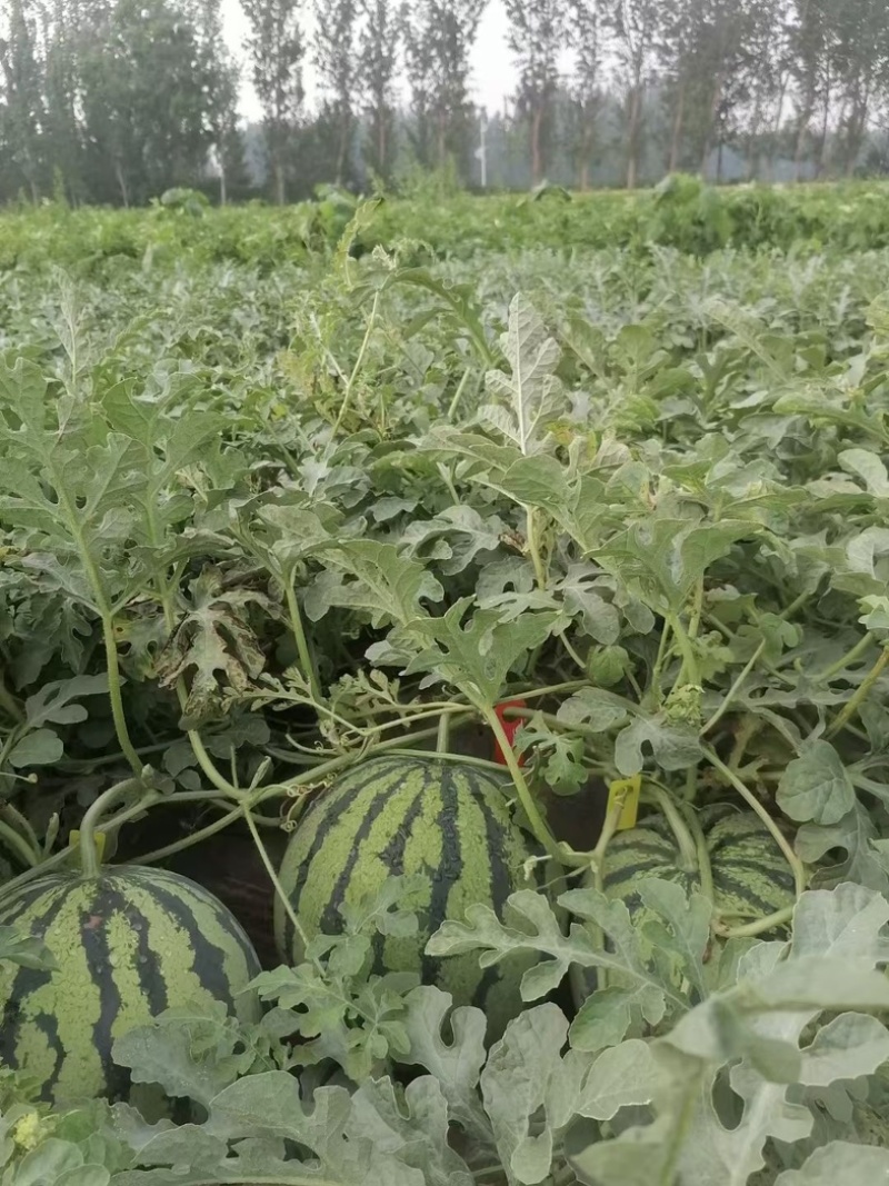 大量供应河南扶沟头茬有籽美都西瓜🍉，价格便宜，糖度高
