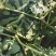 大量供应河南扶沟头茬有籽美都西瓜🍉，价格便宜，糖度高