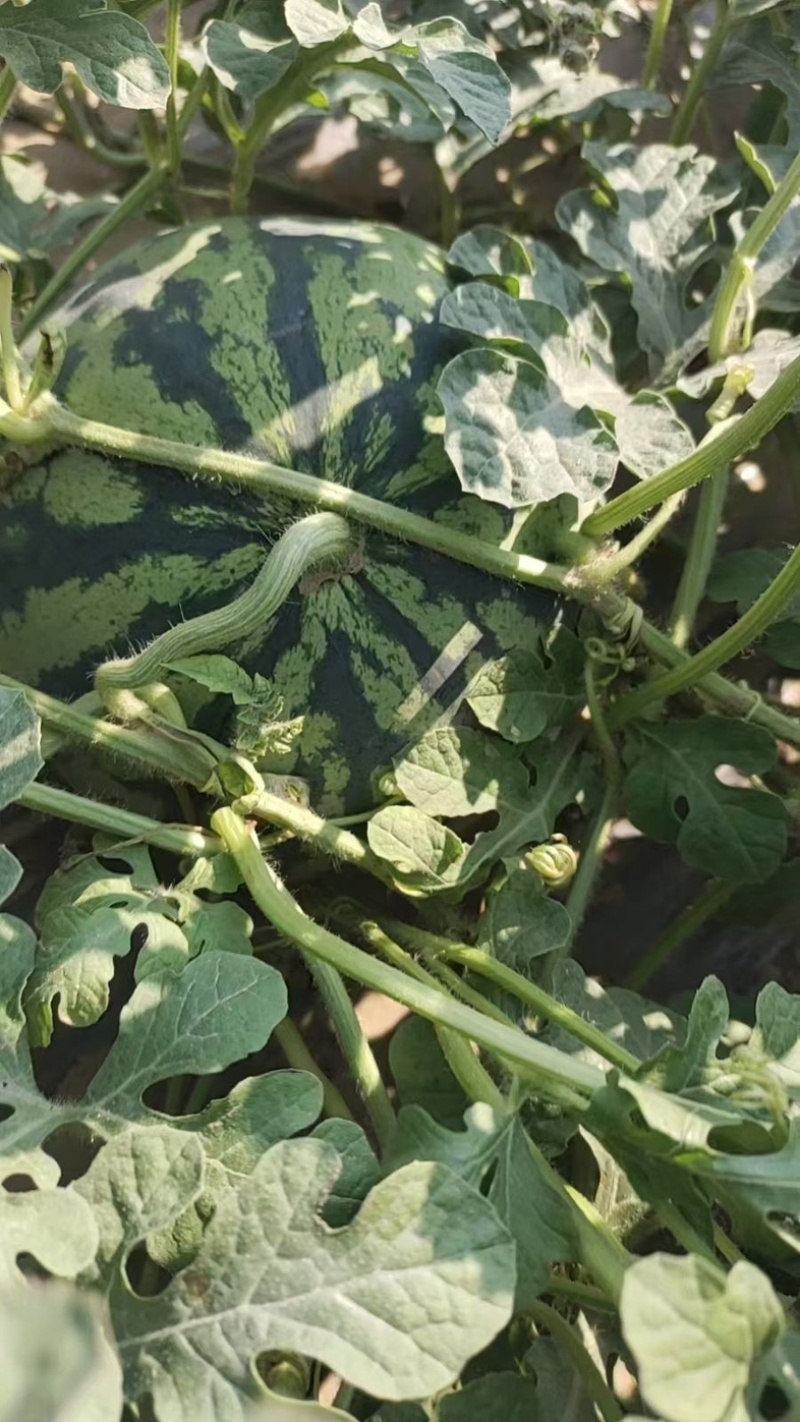 大量供应河南扶沟头茬有籽美都西瓜🍉，价格便宜，糖度高
