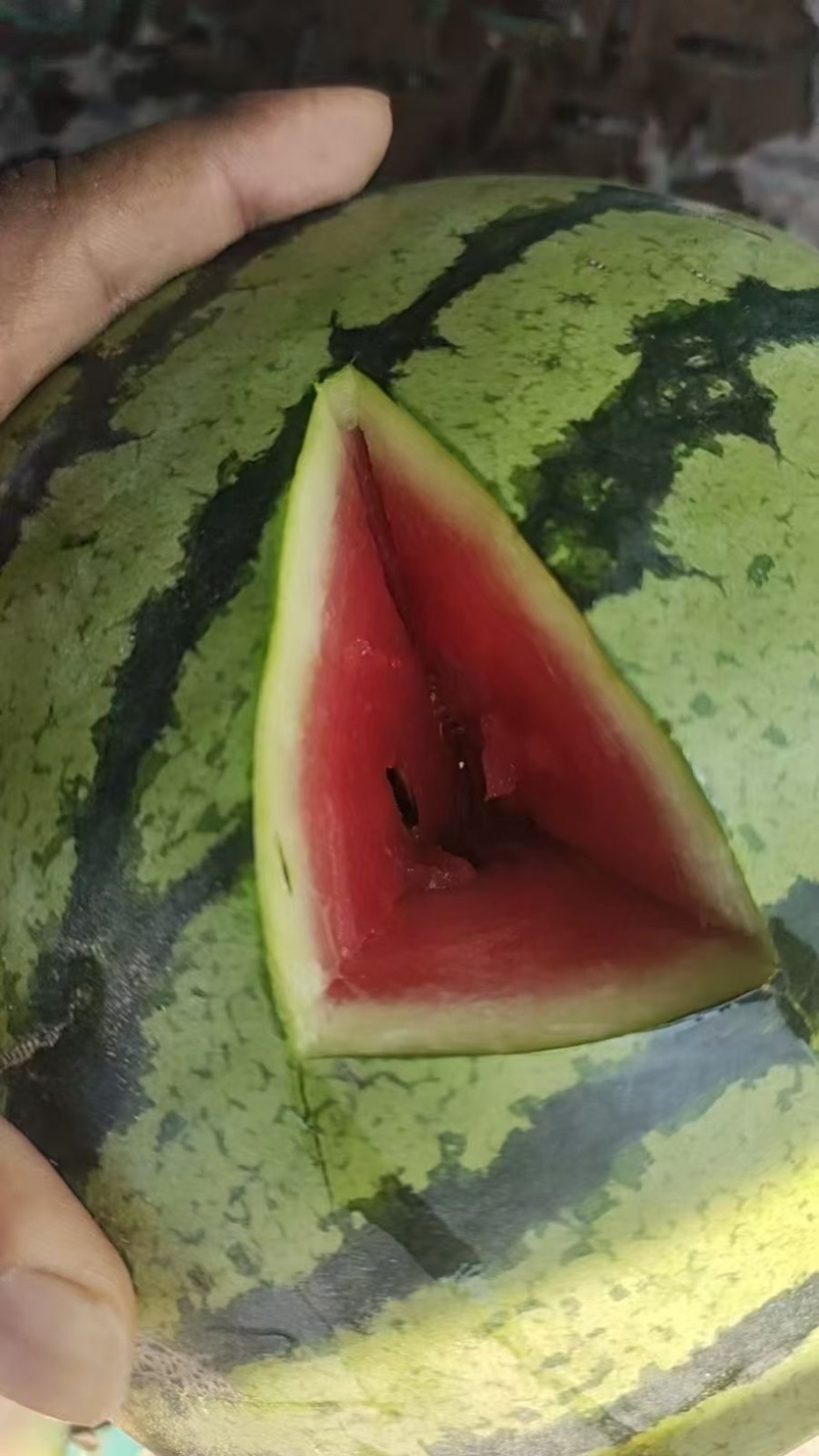 大量供应河南扶沟头茬有籽美都西瓜🍉，价格便宜，糖度高