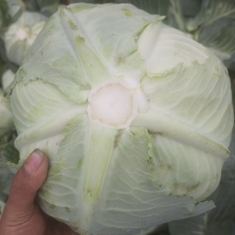 包菜