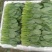 山东菏泽精品菠菜基地种植产地直销大量上市欢迎咨询