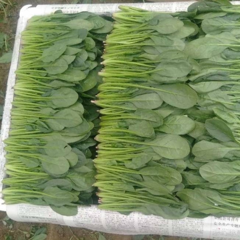 山东菏泽精品菠菜基地种植产地直销大量上市欢迎咨询