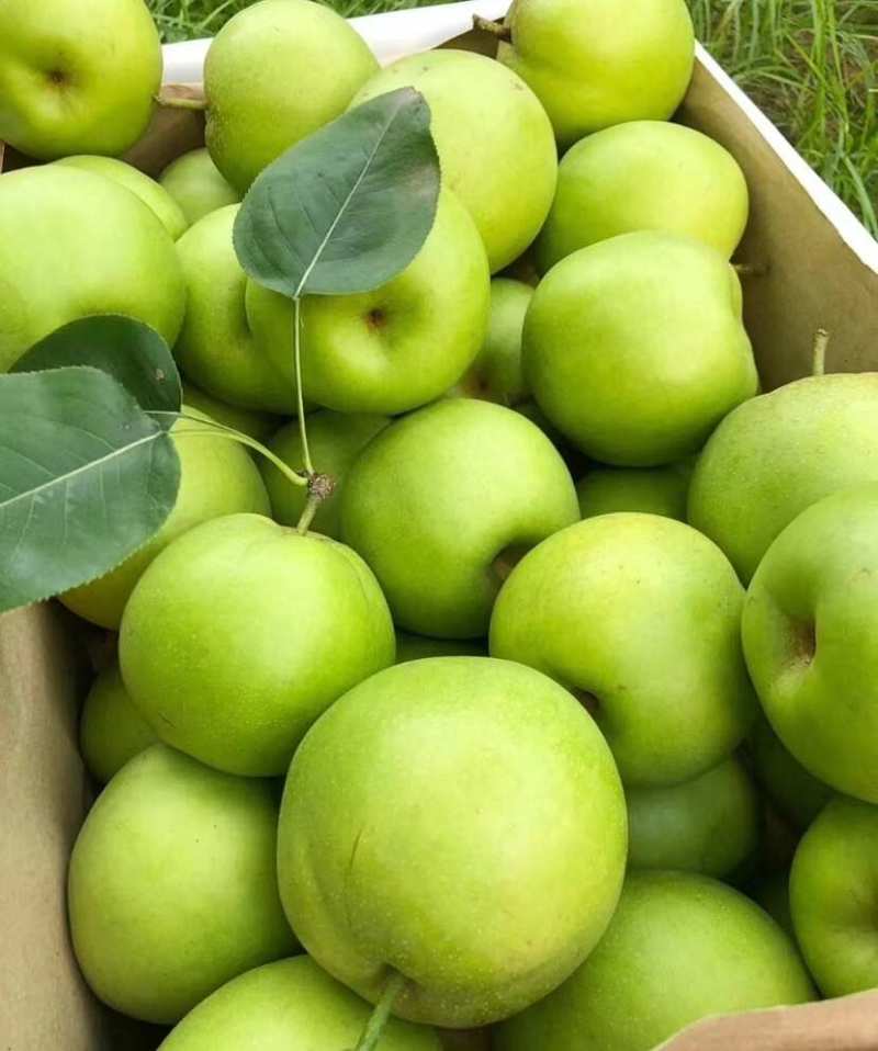 酥脆一号梨早熟酥梨518苏脆一号电商超代发外贸加工