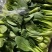 山东菏泽精品菠菜基地种植产地直销大量上市欢迎咨询