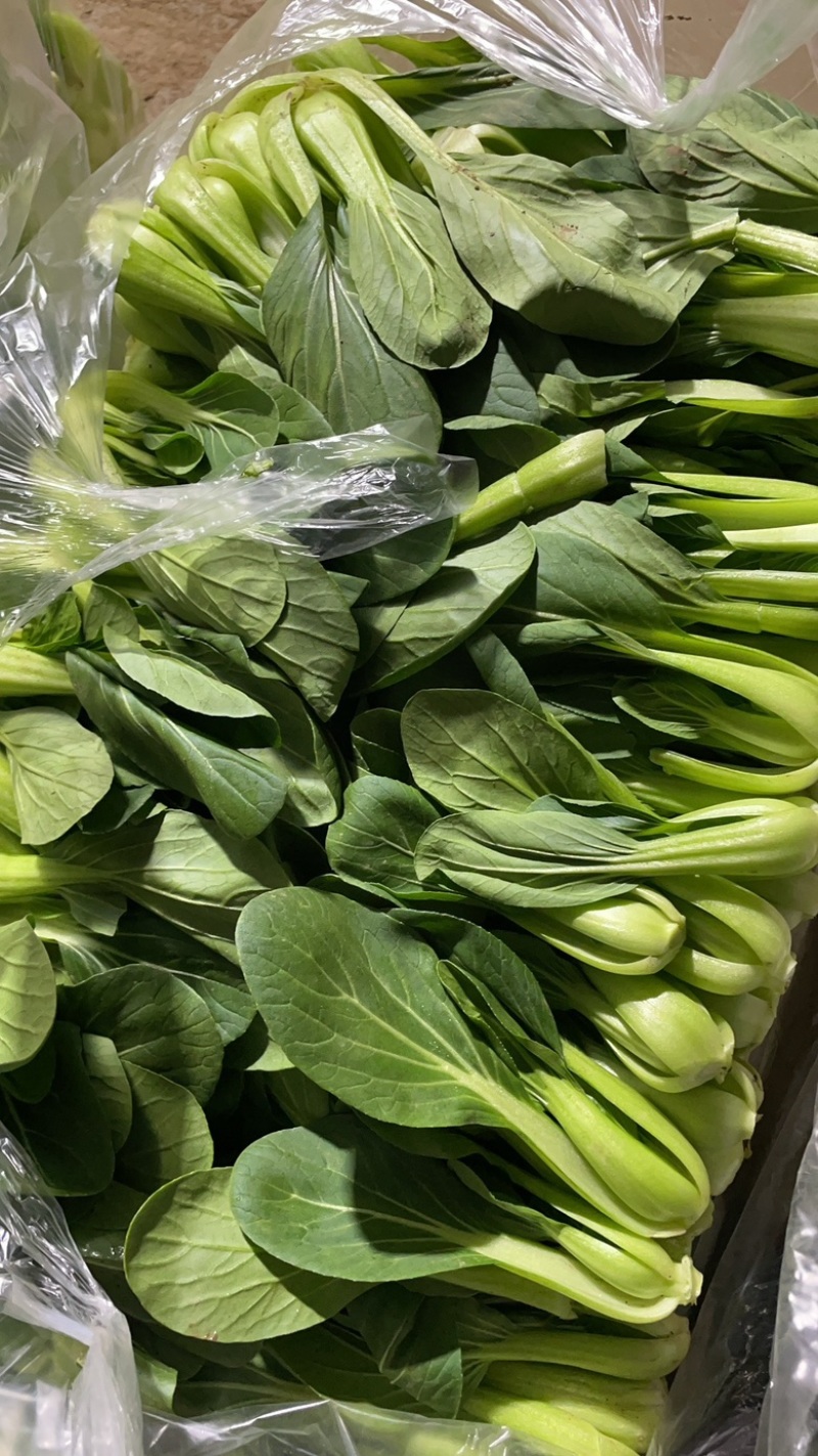 山东菏泽精品菠菜基地种植产地直销大量上市欢迎咨询