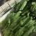 山东菏泽精品菠菜基地种植产地直销大量上市欢迎咨询