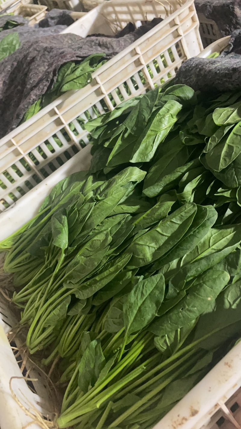 山东菏泽精品菠菜基地种植产地直销大量上市欢迎咨询