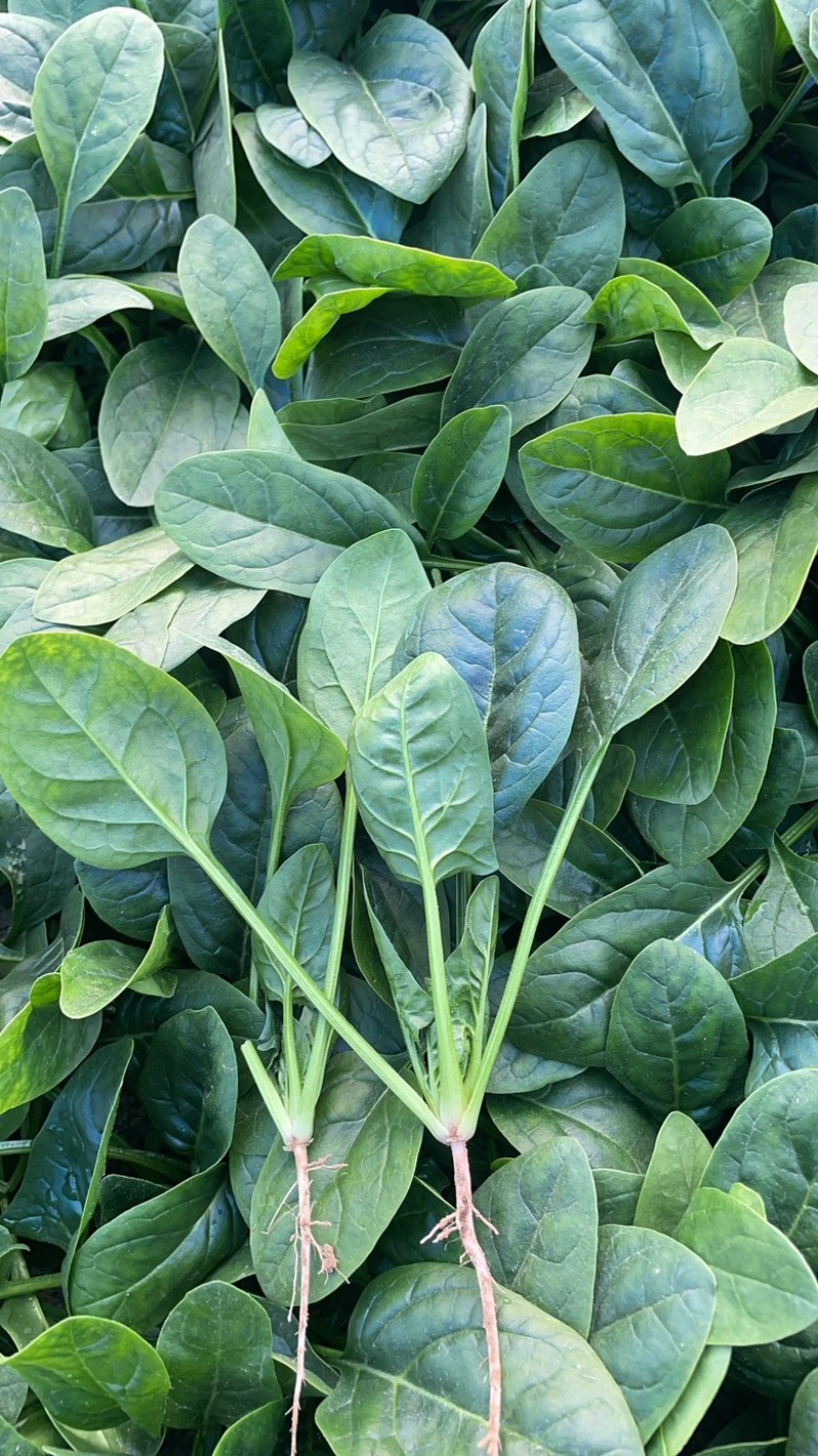 山东菏泽精品菠菜基地种植产地直销大量上市欢迎咨询