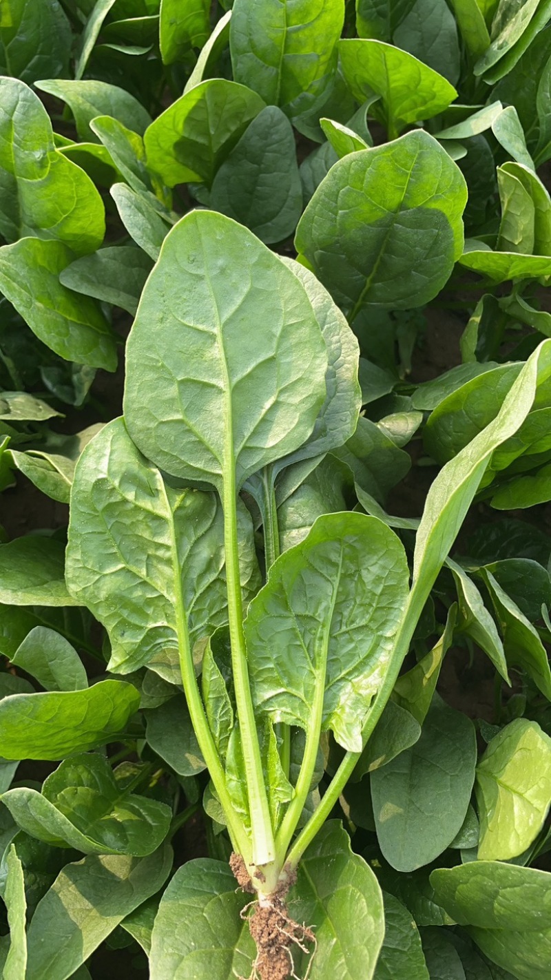山东菏泽精品菠菜基地种植产地直销大量上市欢迎咨询