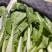 山东菏泽精品菠菜基地种植产地直销大量上市欢迎咨询