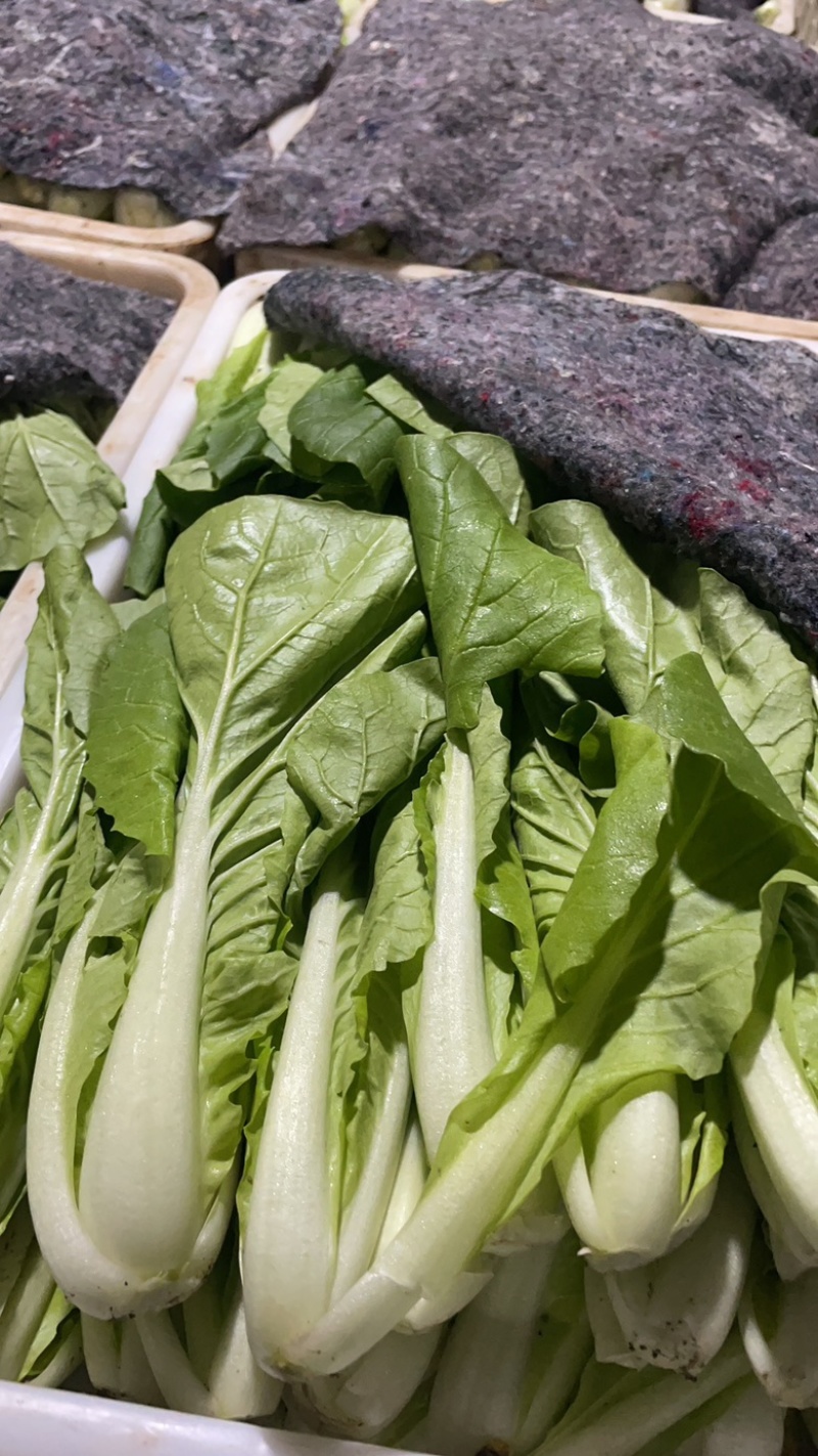 山东菏泽精品菠菜基地种植产地直销大量上市欢迎咨询