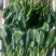 山东菏泽精品菠菜基地种植产地直销大量上市欢迎咨询