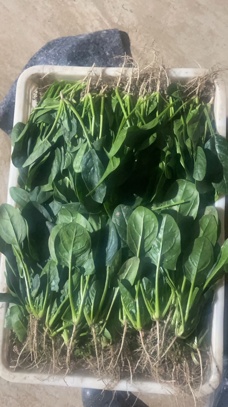 山东菏泽精品菠菜基地种植产地直销大量上市欢迎咨询