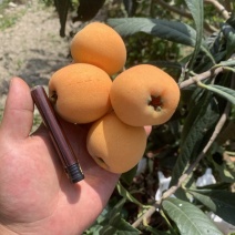 大五星枇杷皮薄肉厚果核小颜色火红口感细腻纯甜