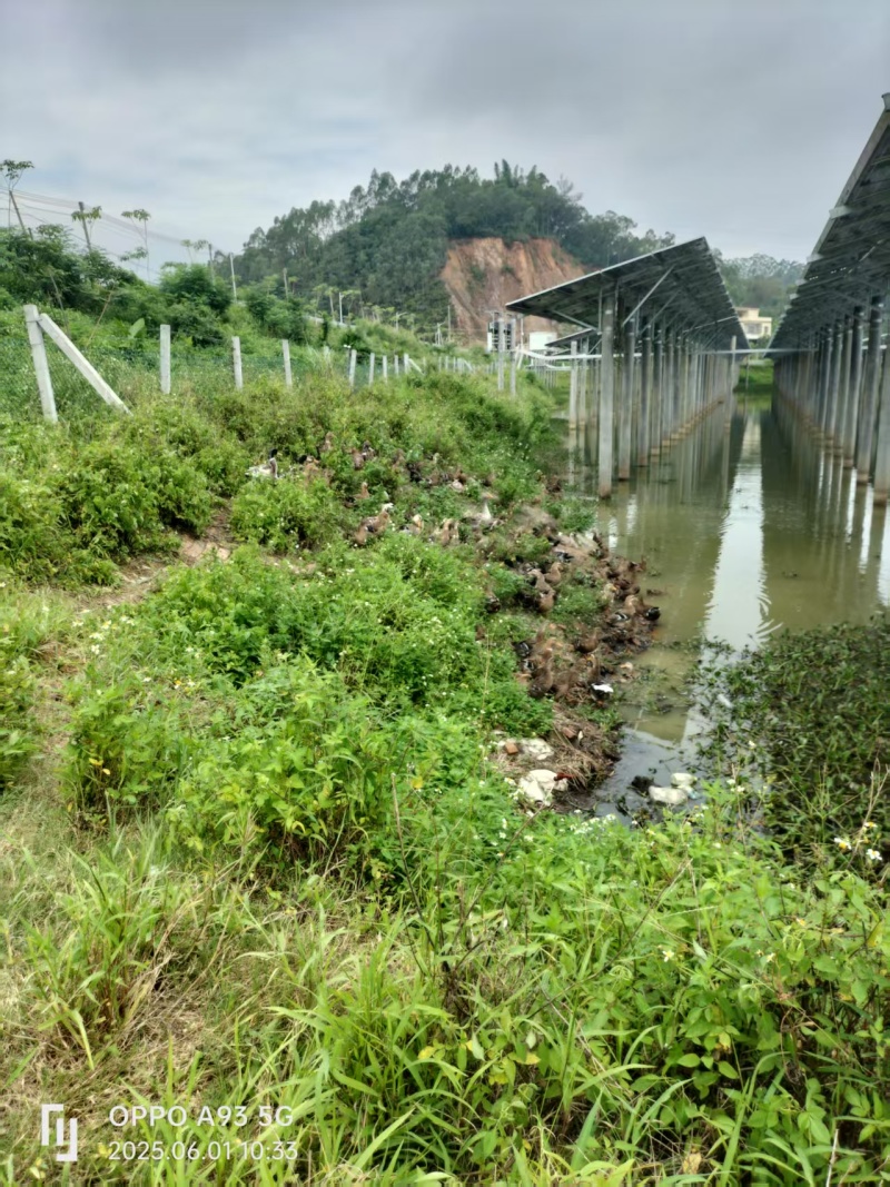 惠州博罗县散养麻鸭产地直供量大从优支持视频看货产地考察