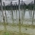 惠州博罗县散养麻鸭产地直供量大从优支持视频看货产地考察