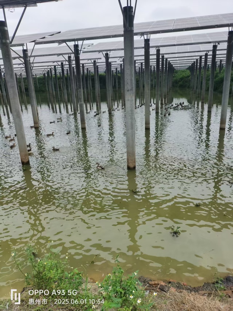 惠州博罗县散养麻鸭产地直供量大从优支持视频看货产地考察