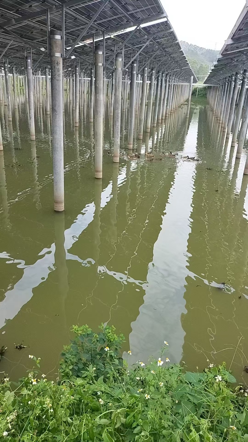 惠州博罗县散养麻鸭产地直供量大从优支持视频看货产地考察