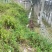 惠州博罗县散养麻鸭产地直供量大从优支持视频看货产地考察