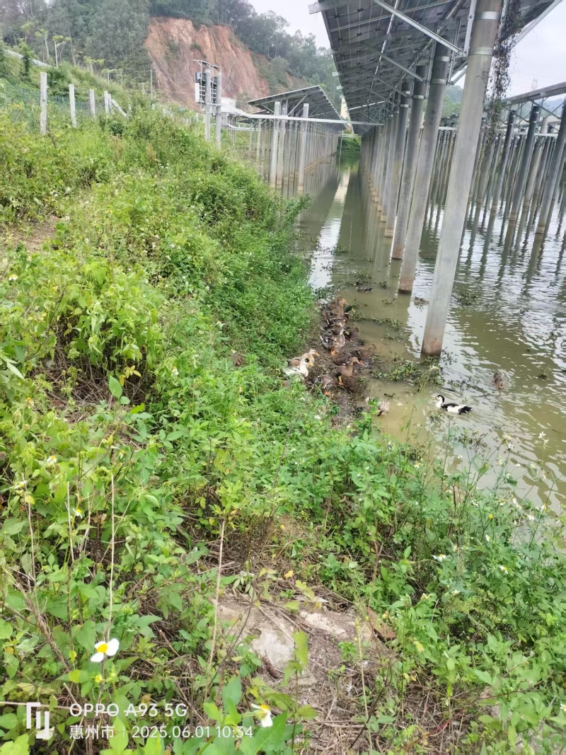 惠州博罗县散养麻鸭产地直供量大从优支持视频看货产地考察