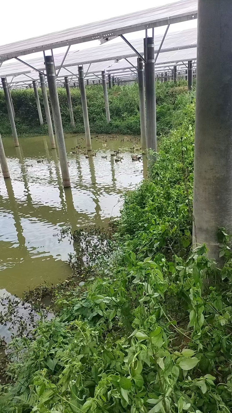 惠州博罗县散养麻鸭产地直供量大从优支持视频看货产地考察