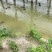 惠州博罗县散养麻鸭产地直供量大从优支持视频看货产地考察