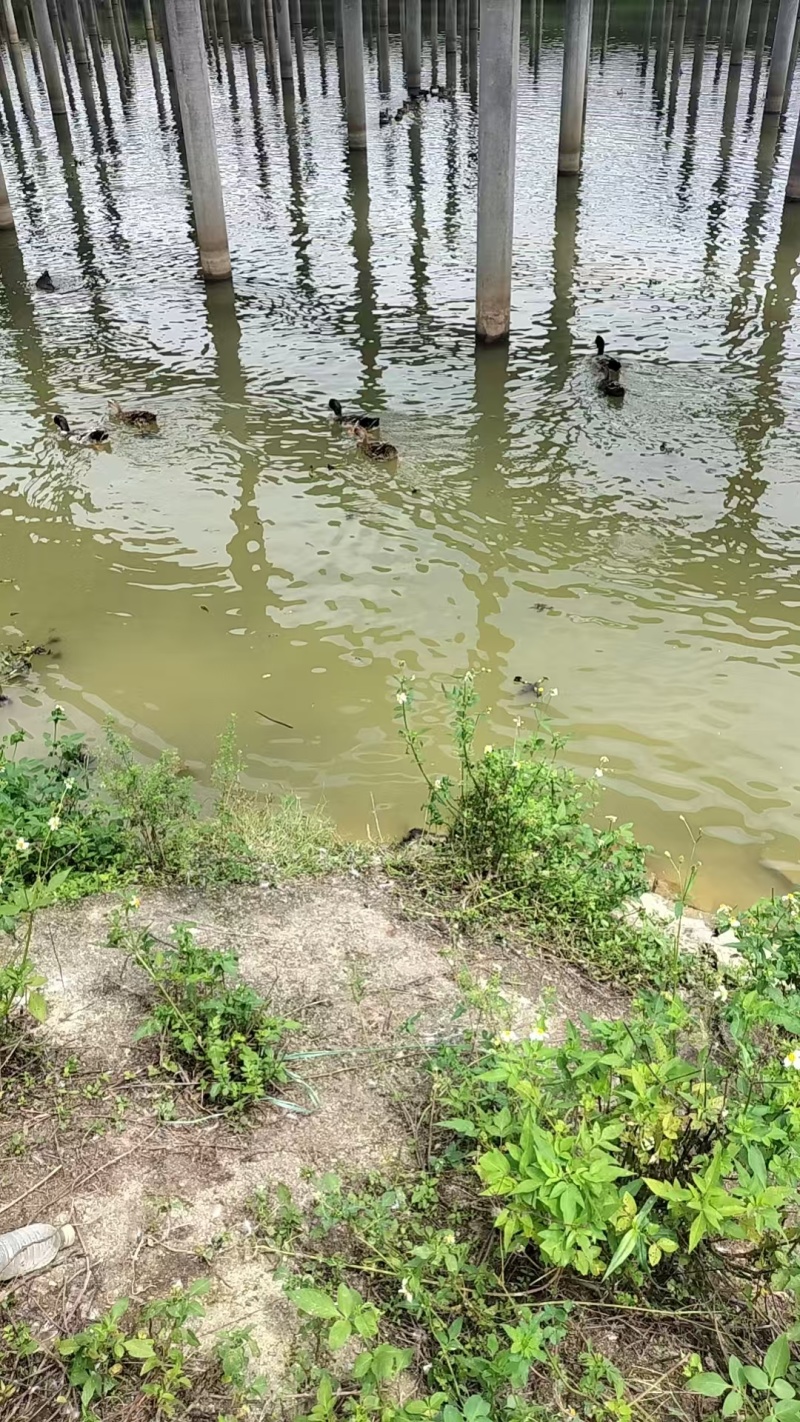 惠州博罗县散养麻鸭产地直供量大从优支持视频看货产地考察