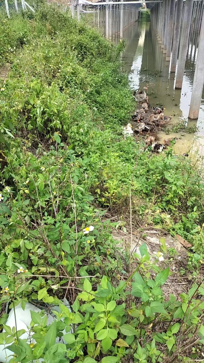 惠州博罗县散养麻鸭产地直供量大从优支持视频看货产地考察