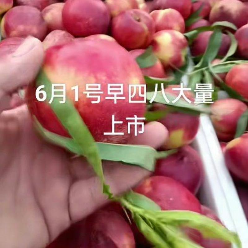 产地水果大量上市需要的老板请联系