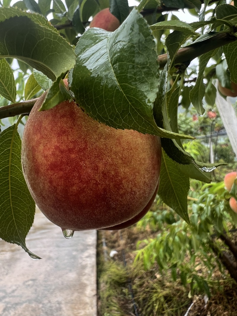 黄桃、早熟黄金蜜脆桃，硬脆甜耐储运，货贺期长