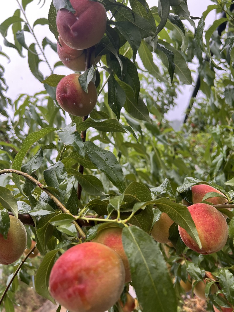 黄桃、早熟黄金蜜脆桃，硬脆甜耐储运，货贺期长