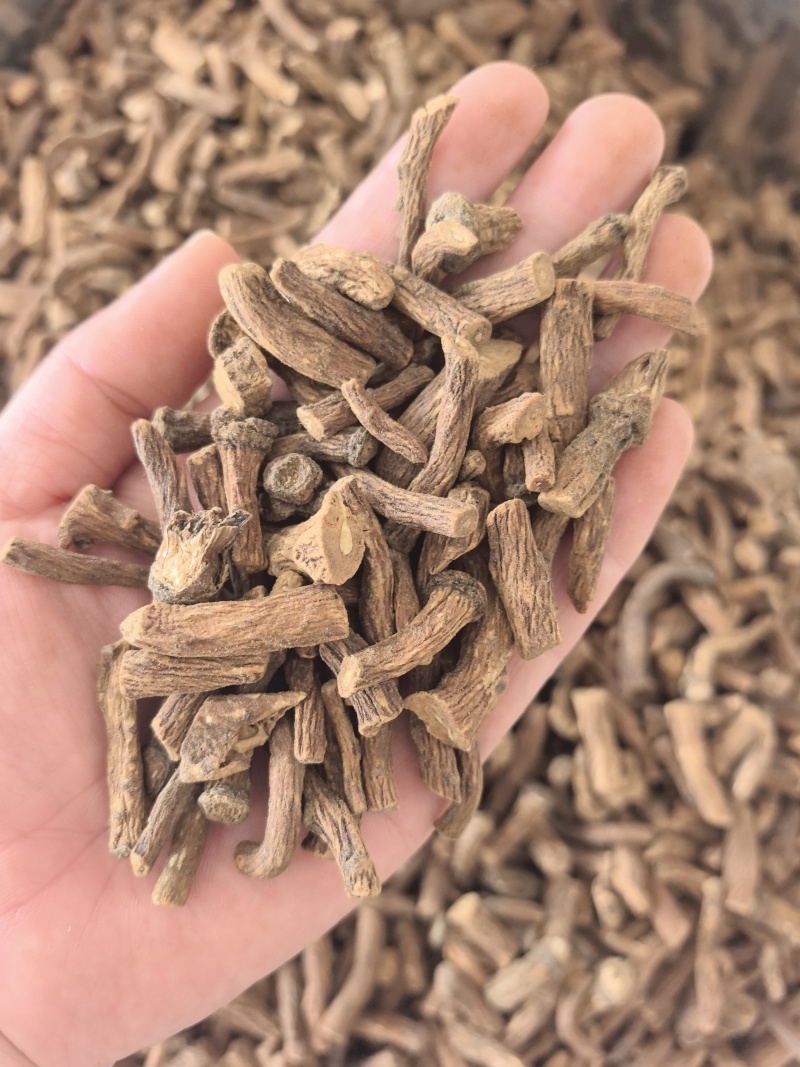 中药材蒲公英根500g炒蒲公英根干货炒熟蒲公英根茶