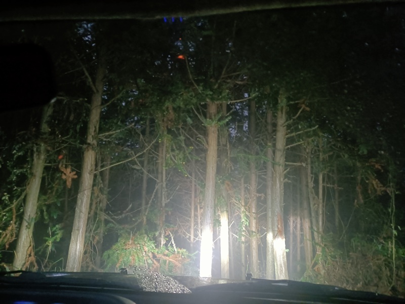贵州册亨杉木