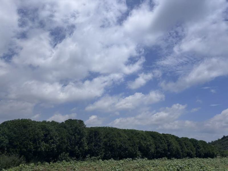 桂花树金桂