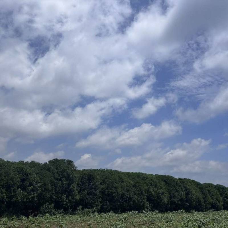 桂花树金桂