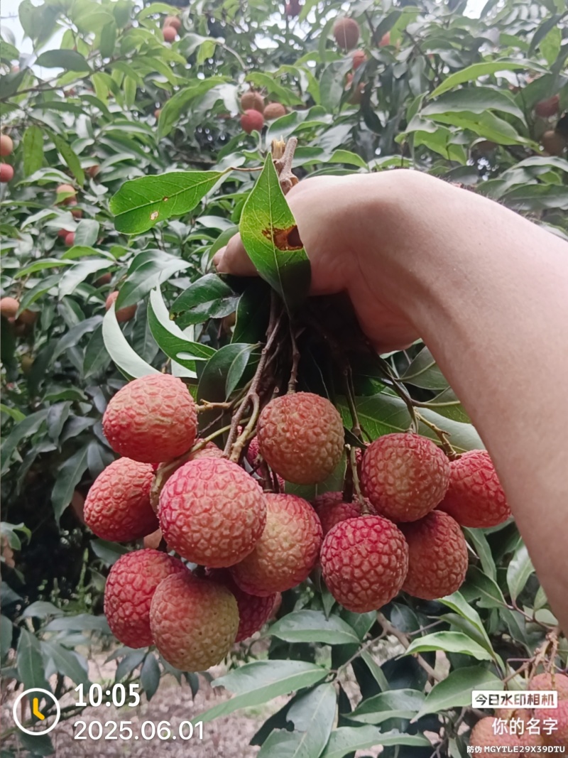 高州妃子笑白糖婴白蜡黑叶荔枝大量上市，欢迎各位老板来洽谈